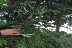 Holboellia latifolia